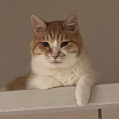 zoozooorz's profile picture. X Renovationsの村長｜Renovationカフェ｜保護猫ラウンジ｜ペット工事得意｜大工｜ガジェット好き