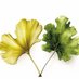 Ginkgo & Oak (@ginkgoandenoak) Twitter profile photo Ginkgo & Oak (@ginkgoandenoak) Twitter profile photo