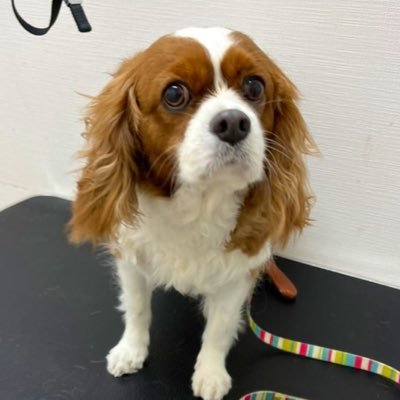 キャバリア飼ってます🐶はなちゃん🐶7歳🐶⛳️ゴルフ🚤ボート✨好き❤️こじマッチ🌟推し🤗金沢市で🍺スナック🍷やってます是非お越しください🤗無言フォローok 👍キャバの前はミニダックス🐶15歳永眠
