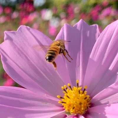 NO DM 🌿🌿普通に暮らしている人々が、普通に生きていける世の中になりますように🌿🌿