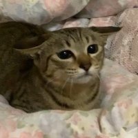 しましまみーちゃんネル (@miichannel2023) 's Twitter Profile Photo