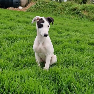 Breeding, rearing, schooling and racing kennel based in wexford, Ireland 

Owned by Craig and Conor Heffernan