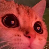 DUHA (@dalmubark) Twitter profile photo