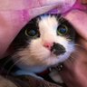nakachun's profile picture. 猫と珈琲。ドリンク担当。ゼリー職人。 名古屋と焼津を行ったり来たり。