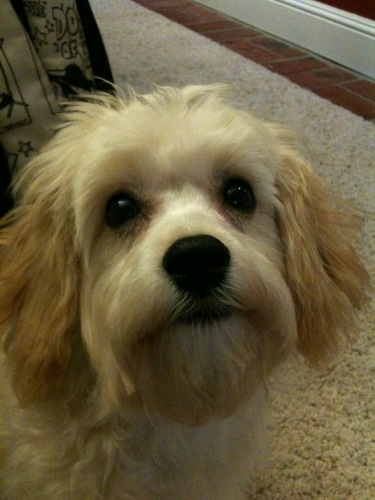 bigdog0313's profile picture. 