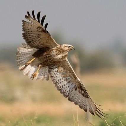 desert_hawk_'s profile picture. Thāār's resider/ Interested in geopolitics of central Asia & indian subcontinent/ eco-warrior. #bishnoi #refined_jatt