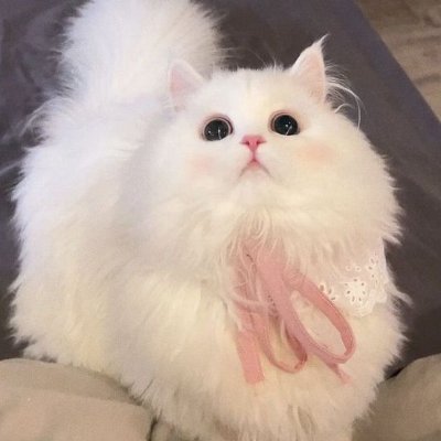 dailykittenmeme Profile Picture