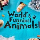 Thế giới động vật hài hước là nơi nổi tiếng với những tình huống vui nhộn và đáng yêu. Mỗi ngày đều mang đến những khoảnh khắc giải trí cho cả thế giới động vật