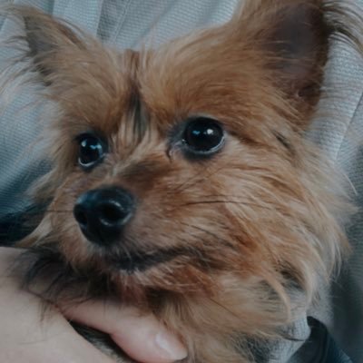 kinzuyeo's profile picture. my dogs are cute
