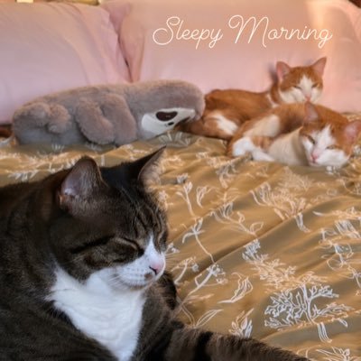 C_Myers22's profile picture. Cats 🐈