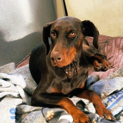 hensdotcom's profile picture. you were hotter on the internet