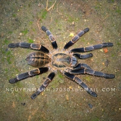 isopod, tarantulas, lizard, roachs...
Base in the Central Highlands of Vietnam.