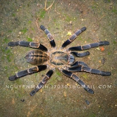 Tarantulas Vietnam-
Spiders and insects