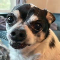 flagcarrollton (@flagcarrollton) 's Twitter Profile