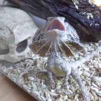 ネズミ屋さん (@mausuyasan) 's Twitter Profile Photo