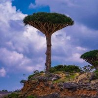 الدكسمي السقطري (@aldksmyly) Twitter profile photo