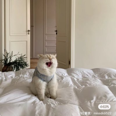 nananaqqlove's profile picture. 