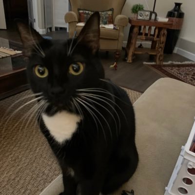 MaxLuna_59's profile picture. American Ringtail