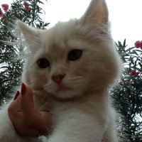 Fatima (@fmateen6) 's Twitter Profile