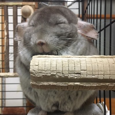 うさぎ🐰まる(︎︎ 女の子1歳) うさぎ🐰きゅう(男の子2ヶ月)ロシアリクガメ🐢ぽん(女の子6歳)チンチラ🐭わさび(男の子5歳)が居ます🥰 フォロー失礼します🙇♀️🙏