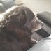 It`s a dogs life. (@thesnooper1) Twitter profile photo It`s a dogs life. (@thesnooper1) Twitter profile photo