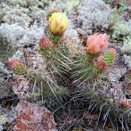 Founder, Curator & Research Coordinator of the Ottawa Cacti and Succulent Sanctuary
https://t.co/X9LkCHD8dn