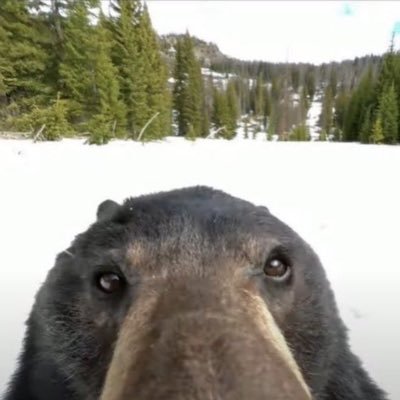 L3mm3rn's profile picture. 🧸