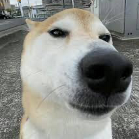 DarkMatterAlt's profile picture. I tweet stuff that I wanna say
twitch: https://t.co/5NmkRu2xZb