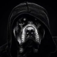 Underdog_Michael(@Dog_Michael1) 's Twitter Profile Photo