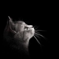 Çağla (@caglaacaglaaaa) 's Twitter Profile
