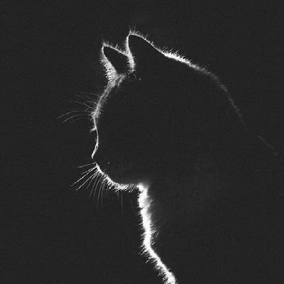 mruizpulido's profile picture. 