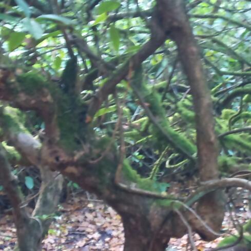 sasa_rory's profile picture. live for today, never tomorrow, otherwise mortality gets in the way ;-)