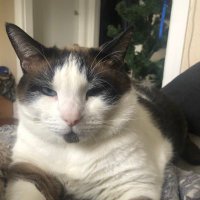 Mr. Meowgi Trades (@meowgitrades) 's Twitter Profile