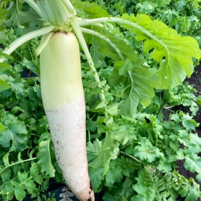 mikon_co_jp's profile picture. アラフォー主婦🐷趣味は野菜作り🥕骨格ウェーブでイエベのUNIQLO好き👖