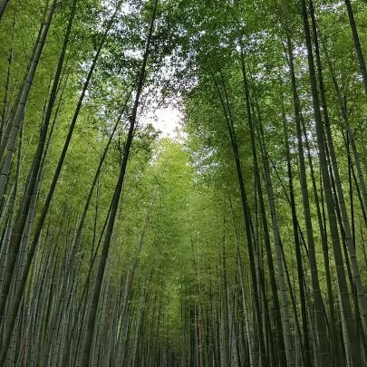 글, 사진으로 일상을 기록. 마음 둘 곳.. 나의 대나무숲