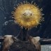 The Ever Brilliant Goldmask (@tebgoldmask) Twitter profile photo The Ever Brilliant Goldmask (@tebgoldmask) Twitter profile photo