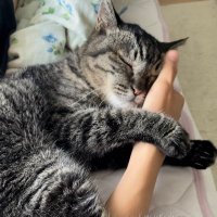 さるきち (@wkfk4w) 's Twitter Profile Photo