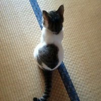 ぬこ様 (@itati_2) 's Twitter Profile