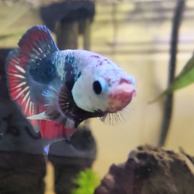 GrumpyFish25 Profile Picture