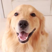 た か ゆ き🐕🍀 (@paooooni) 's Twitter Profile