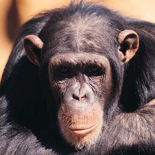 KrisElfe's profile picture. J'essaie de faire passer le message sur l'écologie et le respect des droits des habitants de la terre, humains, animaux, mais aussi : sciences, philo, etc..