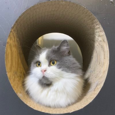 kamemon0818's profile picture. 雑食