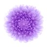 KamakshiTrived5's profile picture.