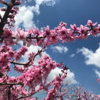 haru (@skyflow42676522) 's Twitter Profile