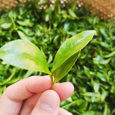 自產自銷鴨屎香、大烏葉、蜜蘭香，柚花香，芝蘭香，鋸朵仔，八仙茶，塌富後，雷扣柴，宋种黄枝香等/支持少量購買單叢茶