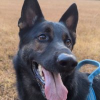 【迷い犬】シェパード のジョー　探しています！ (@shepherdnojoe) 's Twitter Profile Photo