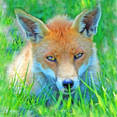 supra_fox Profile Picture