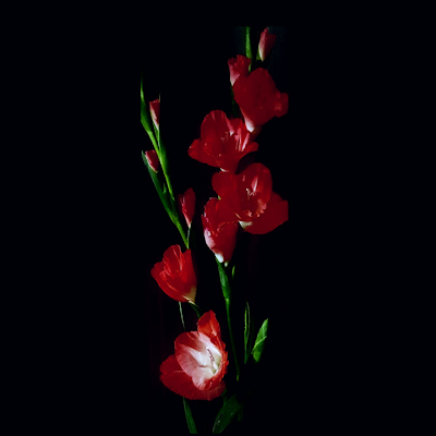 MusicalMag25644's profile picture. 