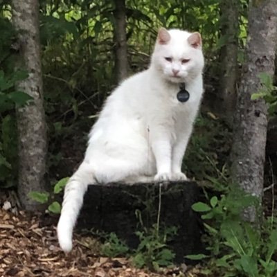 dextercat41's profile picture. 