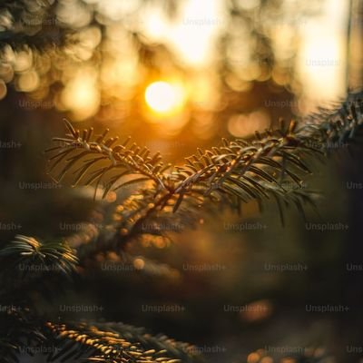 nikhilsl's profile picture. 